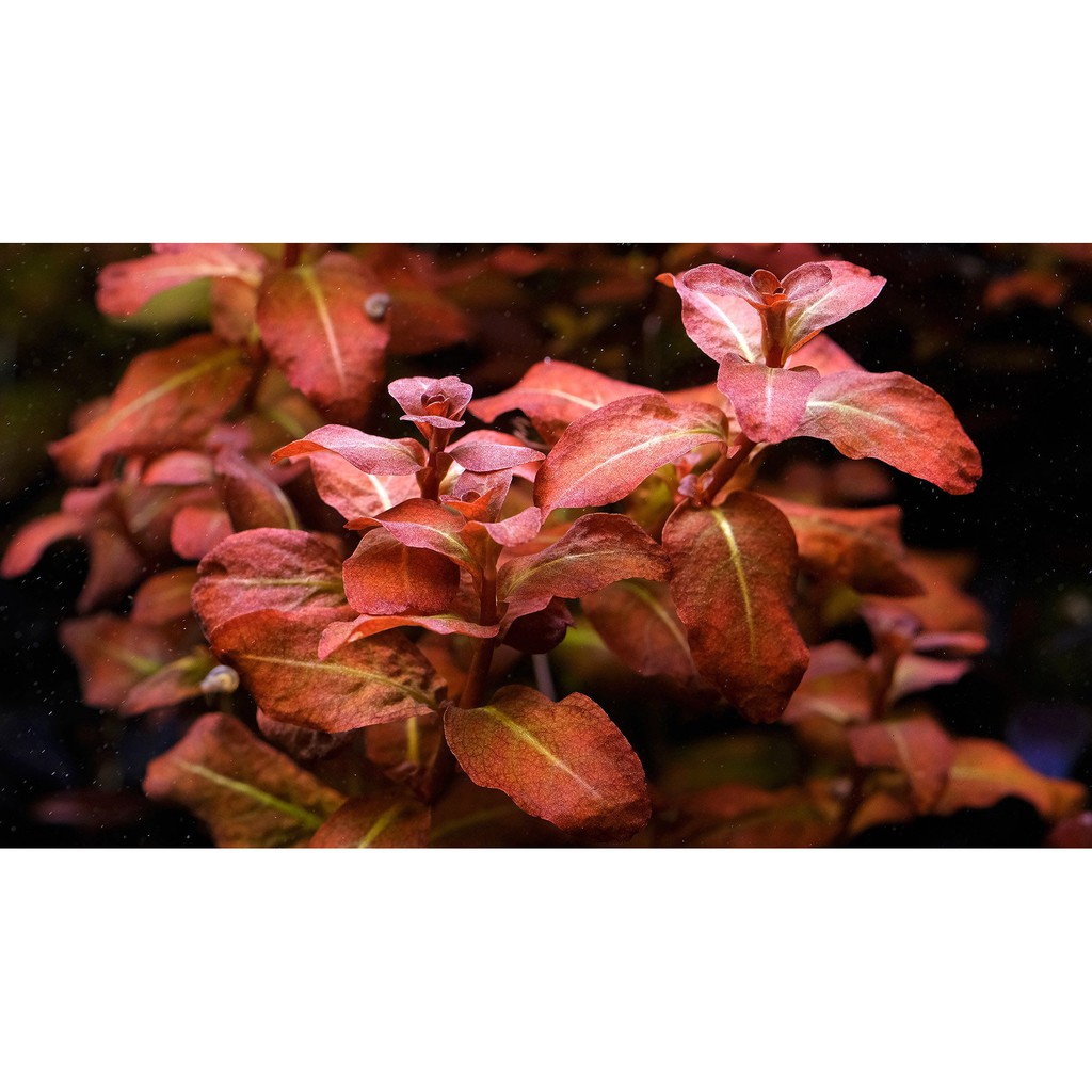 ต้นไม้น้ำ ลัดวิเจียกิเนีย หรือ เซเนกัล ludwigia senegalensis หรือ ludwigia guinea