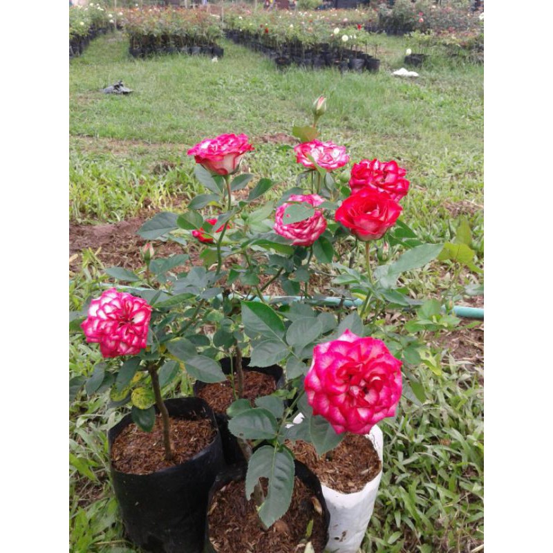 กุหลาบต้น(กุหลาบพวงสีชมพูขาวกลิ่นหอม)