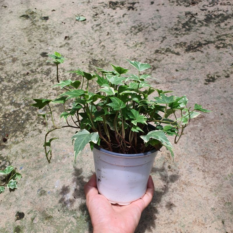 มุมมอง 3