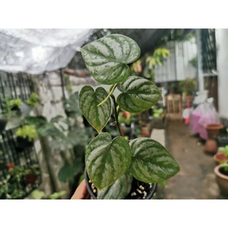 โปรโมชั่น​ Philodendron brandtianum ฟิโลเดนดรอน​ แบรนด์​เทียนั่ม