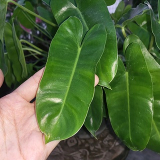 ฟิโลเดนดรอน มรกตหยก Philodendron burle-marxii sp.