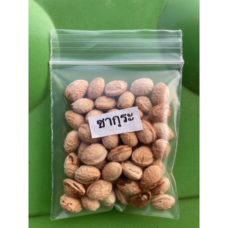 เมล็ดพันธ์ุต้นซากุระเมืองไทย ( ต้นพญาเสือโคร่ง) 1ซอง มี 50เม็ด ราคา 35บาท ซื้อ 5ซองแถมฟรี 1ซอง (จากภูลมโล)

<p>“><center></p>
<h4></h4>
<p><p><font color=