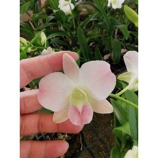 กล้วยไม้หวาย​ สีชมพูโอโรส ติดดอกทุกต้น