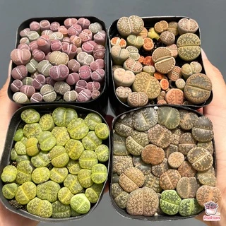 ไลทอป Lithop Mix แคคตัส กระบองเพชร cactus&succulents