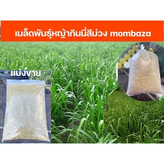 เมล็ดพันธุ์หญ้ากินนี่สีม่วง mombaza เมล็ดใหม่ สด ปลูกง่าย