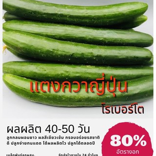 เมล็ดพันธุ์ แตงกวาญี่ปุ่นพันธุ์โรเบอร์โต 50 เมล็ด Cucumber Roberto แตงกวาญี่ปุ่น แตงกวา (ซื้อ 10 แถม 1 คละอย่างได้)