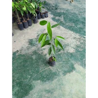 ต้นทุเรียนบ้านสายพันธ์ุแท้รุ่นใหม่สูง60ซม+++สั่งขั้นต่ำ3ต้นขึ้นไปนะครับ🎄🎄🎄🎄