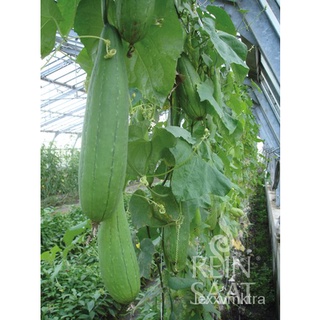 [Galaxy Seeds] Patola Seeds for Planting Vegetable Plants (7 Seed) &amp; FREE Fertilizer, Hybrid Seed种子/帽子/头饰/文胸/裙子/园艺/芹菜/内裤