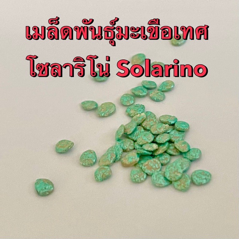 เมล็ดพันธุ์มะเขือเทศ โซลาริโน่ Solarino จำนวน 10 เมล็ด ทานสด เมล็ดของแท้ - รูปที่ 2