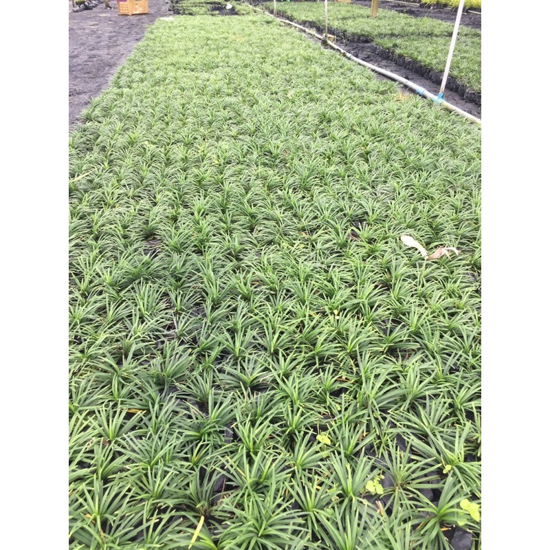 ต้นหนวดปลาดุกแคระ ถุง2 ขั้นต่ำ 10 ต้น อ่านรายละเอียดก่อนสั่งค่ะ - รูปที่ 2