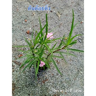 ต้นต้อยติ่ง สมุนไพรไทย