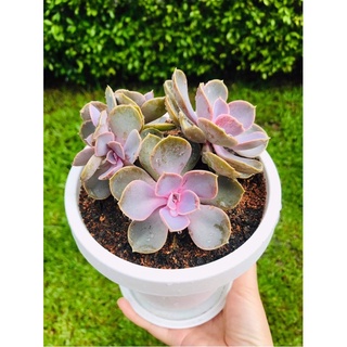 กุหลาบหิน PVN ขนาด6" ไม้ปลูกเองจากเชียงใหม่