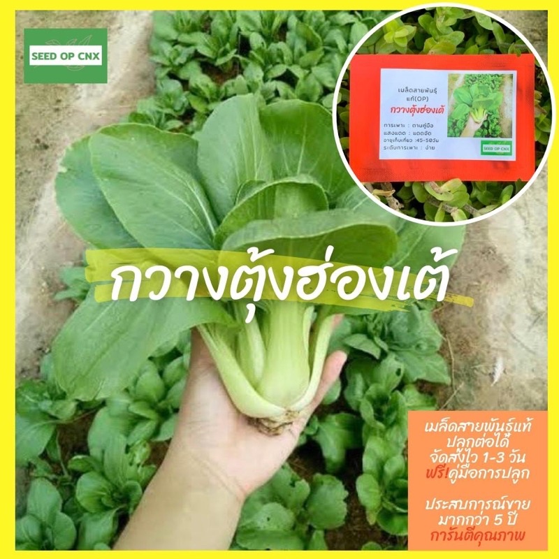 ☘️เมล็ดสายพันธุ์แท้หายาก☘️#กวางตุ้งฮ่องเต้200เมล็ด แท้ % [ในร้านมีให้เลือกอีกเยอะมาก❗️]
