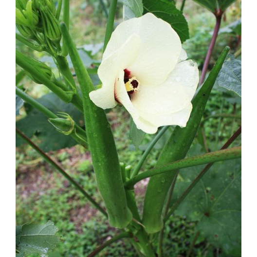 ต้นกล้ากระเจี๊ยบเขียวลูกใหญ่ พร้อมปลูก กล้าละ 10บาท พืชผักบ้านๆ ประโยชน์เพียบพูน สรรพคุณทางยาพร้อมสรรพ