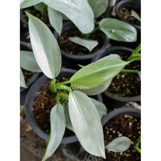 ต้นฟิโลดาบเงิน philidendron silver sword 😍😍 กระถาง 6"