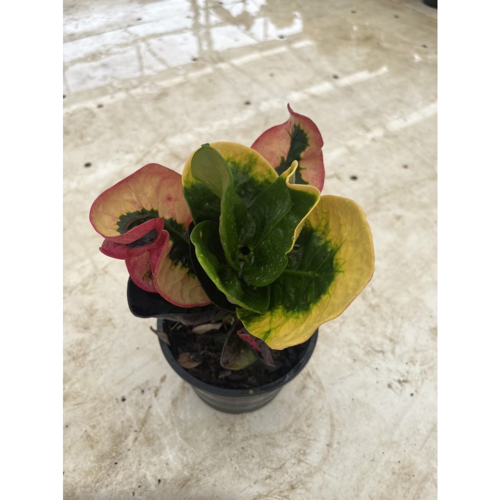 มุมมอง 4