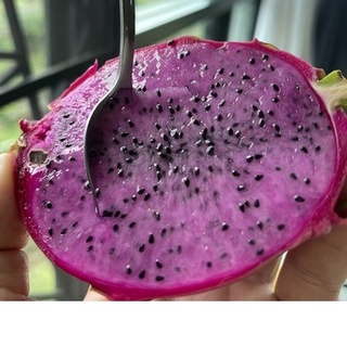 ต้นแก้วมังกรทาวน์เซนด์ ชมพู (Townsend Pink Dragon Fruit)  พันธุ์แก้วมังกรทาวน์เซนด์ ชมพู Townsend Pink