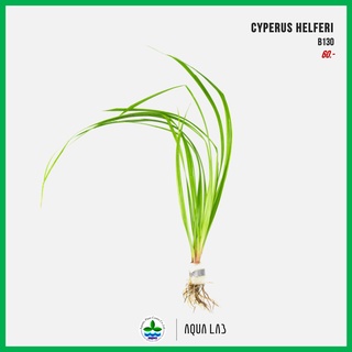 [APC] Cyperus helferi (หญ้าแห้วหมูน้ำ) [ไม้น้ำ - Aquatic Plant]