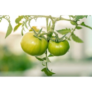 50 เมล็ดพันธุ์ มะเขือเทศ ผลสีเขียว Green Tomato Seeds มีคู่มือพร้อมปลูก อัตรางอก 80-85%