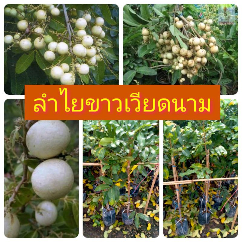 ต้นพันธุ์ลำไยขาวเวียดนาม กิ่งตอนชำลงถุง โตไว ต้นแข็งแรง พร้อมปลูก