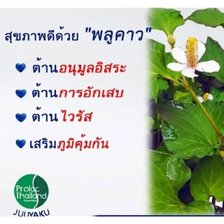 โดกุดามิ☘️ พลูคาวสกัดเข้มข้น 99.3% #โดกุ #โดกุดามิ