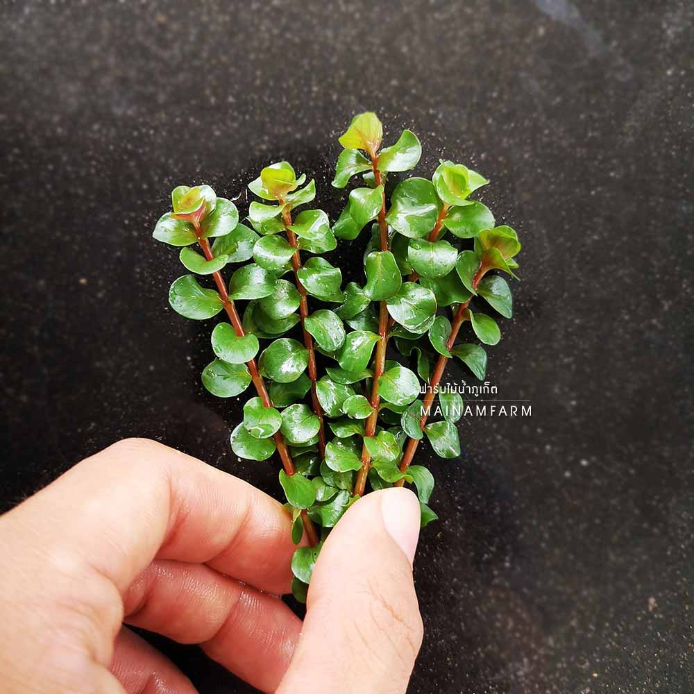 โรทาล่า มาครานด้า/มินิบัตเตอร์ฟลาย – ROTALA MACRANDRA/MINI BUTTERFLY ต้นไมน้้ำ ราคา ถูกที่สุด ดีลบีเคเค แกลเลอรีภาพที่ 2