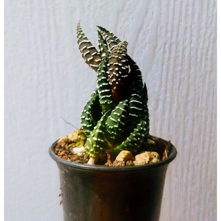 ฮาโวเทีย ไก่ต๊อก (Zebra Haworthia) ขนาดประมาณ 5 เซนติเมตร #cactus #แคตตัส #กระบองเพชร #ไม้อวบน้ำ