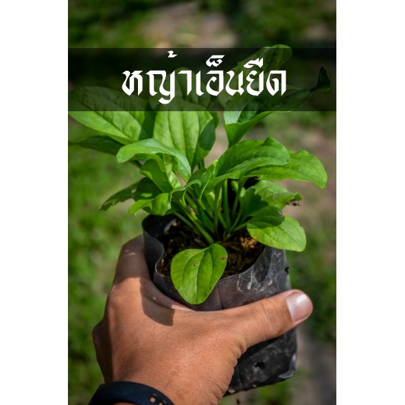 หญ้าเอ็นยืด พร้อมโต พร้อมลงดิน เลี้ยงง่าย ว่านเอ็นยืด