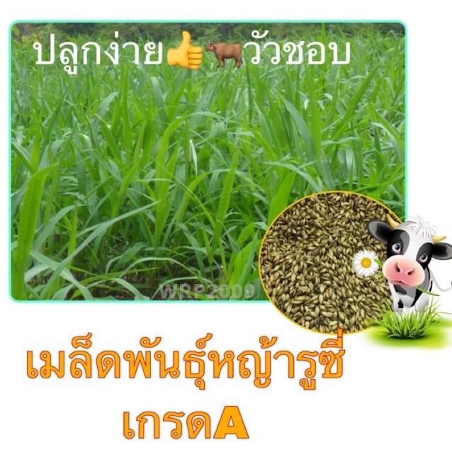 เมล็ดหญ้า หญ้ารูซี่ Ruzi Grass  1กก. เมล็ดพันธุ์
