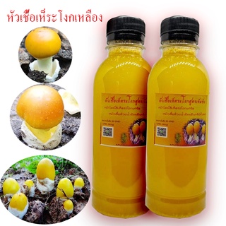 หัวเชื้อเห็ดระโงกเหลือง2ขวดจากเห็ดป่าแก่จัด 250ml เหมาะกับการราดเชื้อ ยางนา กระบาก ตะแบก เต็ง รัง ต้นพะยอม เต็งรัง