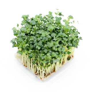 เมล็ด ไมโครกรีน ไควาแระ Kaiware Microgreen จำนวน 200 เมล็ด