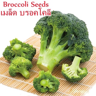 เมล็ด ขายดี/ปลูกง่าย ปลูกได้ทั่วไทย 200pcs เมล็ด บรอคโคลี Broccoli Seeds for Sale Vegetable See/อินทรีย์ คละ สวนครัว ดอก