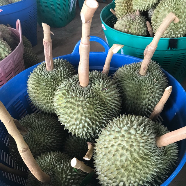ทุเรียนก้านยาว เนื้อเหลือง อร่อย หวาน มัน ฟิน