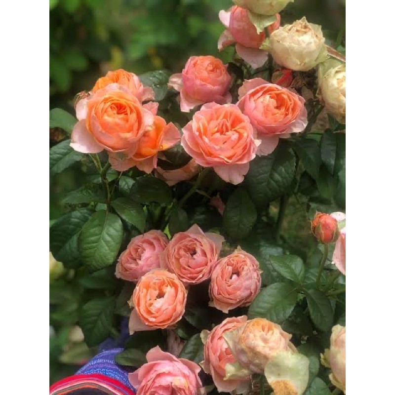 อัลบั้ม 99+ ภาพพื้นหลัง วูวูเซล่า กุหลาบ คมชัด