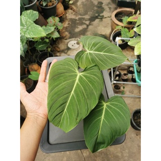 Philodendron Glorios ฟิโ​ลเดร​นด​รอน​ กอเรียส