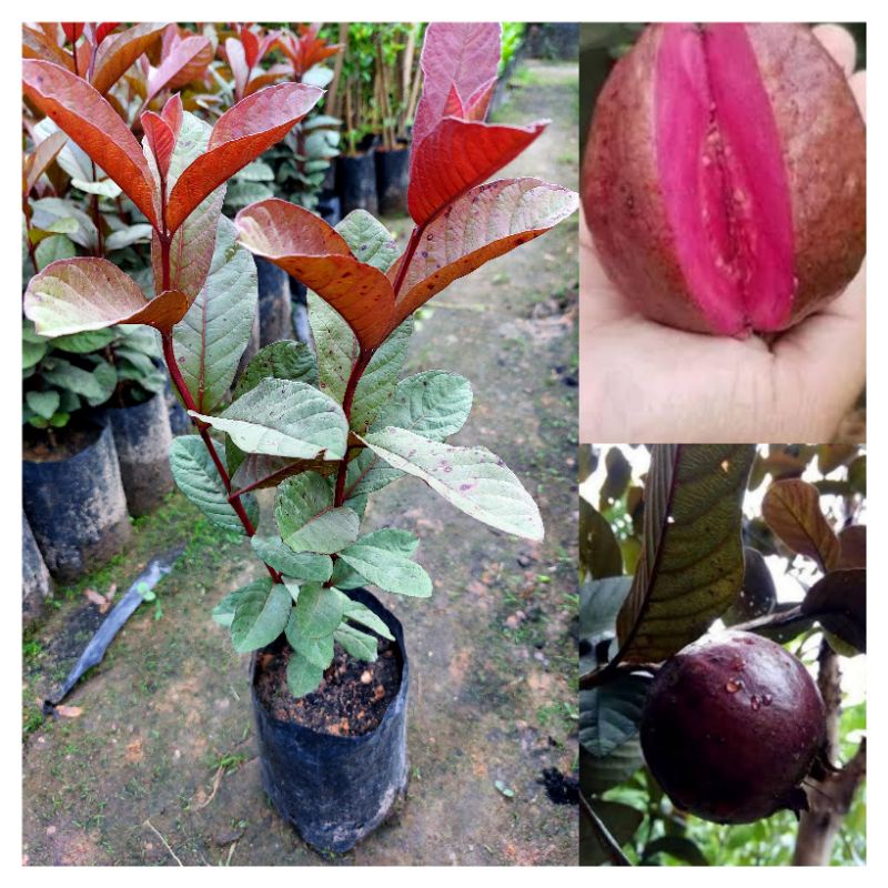 ต้นฝรั่งแดงอโยธยา3/ผลใหญ่รสหวานกรอบ/เพาะเม็ด
