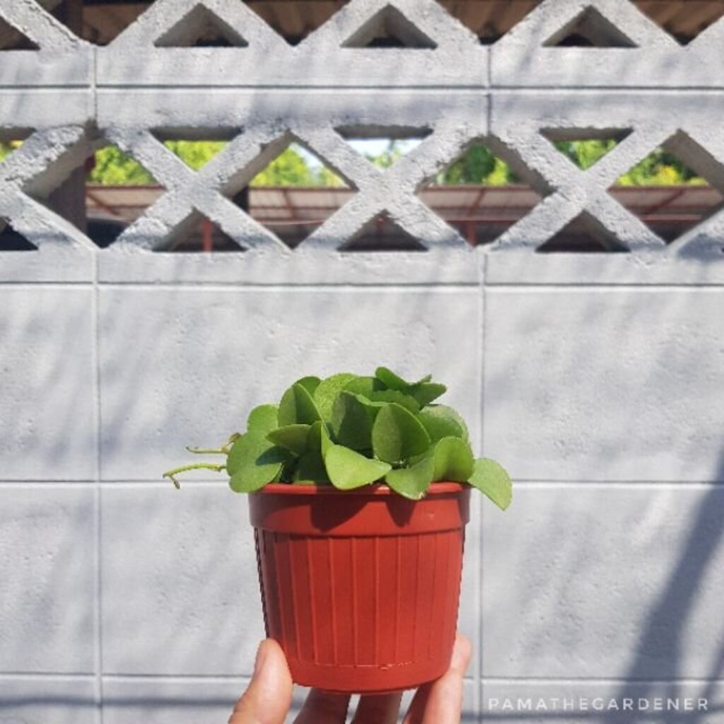 มุมมอง 2