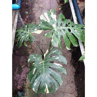 monstera thai constellationใบใหญ่ๆ3ใบ