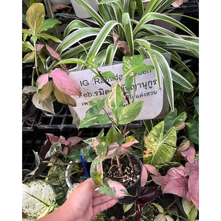 #เงินไหลด่างชมพู  #Syngonium Podophyllum Pink Splash  ต้นไม้ฟอกอากาศ ต้นไม้ เงินไหลมา