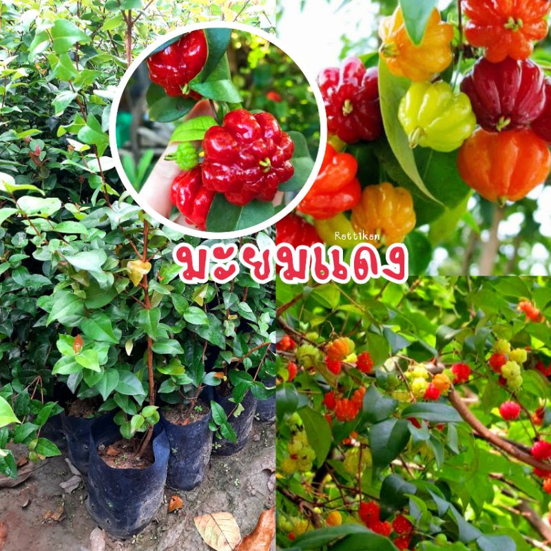 มะยมแดง หรือมะยมฝรั่ง(เชอร์รี่สเปน)สูง60-70ซม.(รับประกันสินค้าชำรุดเสียหาย)
