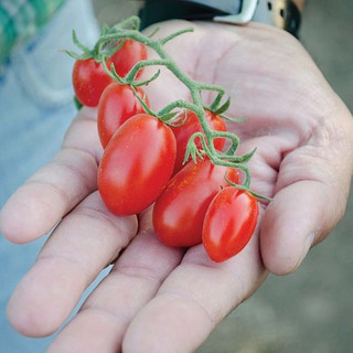 เมล็ด มะเขือเทศ ดอลเซ่ วีต้า - Dolce Vita Tomato F1