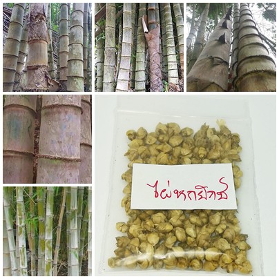 ขายส่ง 100 เมล็ด เมล็ดไผ่หกยักษ์ The giant bamboo มีชื่ออื่นว่า หว่าซี ไผ่นวลใหญ่ ไผ่โป ไผ่ยักษ์ Bam