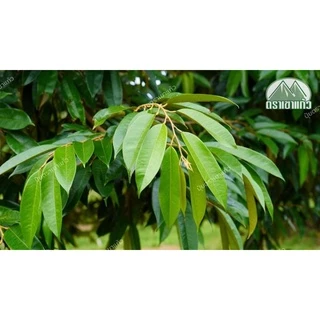 เอวากรีน (ขนาด 500g)