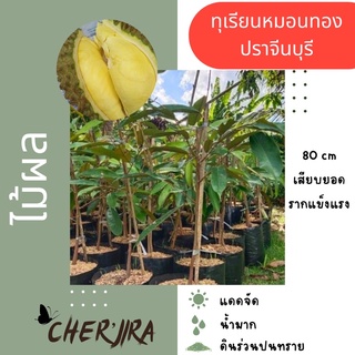 ต้นทุเรียนหมอนทอง ปราจีนบุรีแท้ 100% ขนาด 80 cm (สั่งขั้นต่ำ 2 ต้น คละได้)