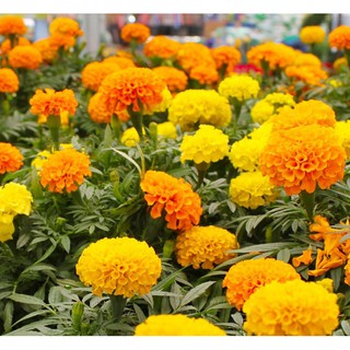 เมล็ด ดอกดาวเรืองคละสี - Mixed Marigold Flower