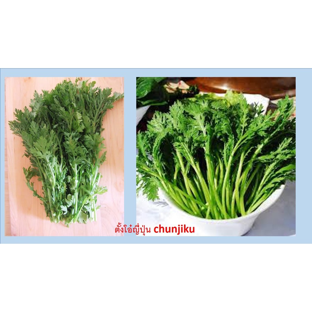 เมล็ดพันธ์ุตั้งโอ๋ญี่ปุ่น 100 เมล็ด
