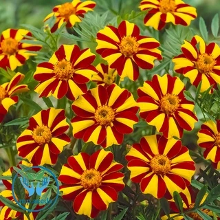 เมล็ดดาวเรืองฝรั่งเศส 200 เมล็ด French Marigold เมล็ดนำเข้า
