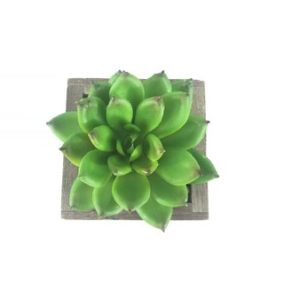 กุหลาบหิน R-005NP1 Echeveria head (เฉพาะหัว ไม่รวมกระถาง) ไม้อวบน้ำปลอม สวยเหมือนของจริง สำหรับประดับสวนจิ๋ว สวนขวดแก้ว