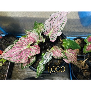 “ฮกหลง” บอนสีบ้านน้องณดล Nadol Caladiums