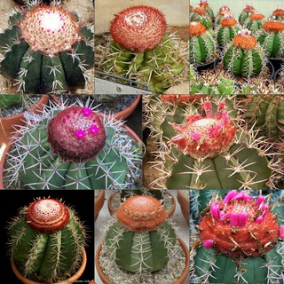 เมล็ด MELOCACTUS Mixed คละพันธุ์ เมล็ดแคคตัส เมล็ดกระบองเพชร เมล็ดพันธุ์ กระบองเพชร แคคตัส Cactus seed